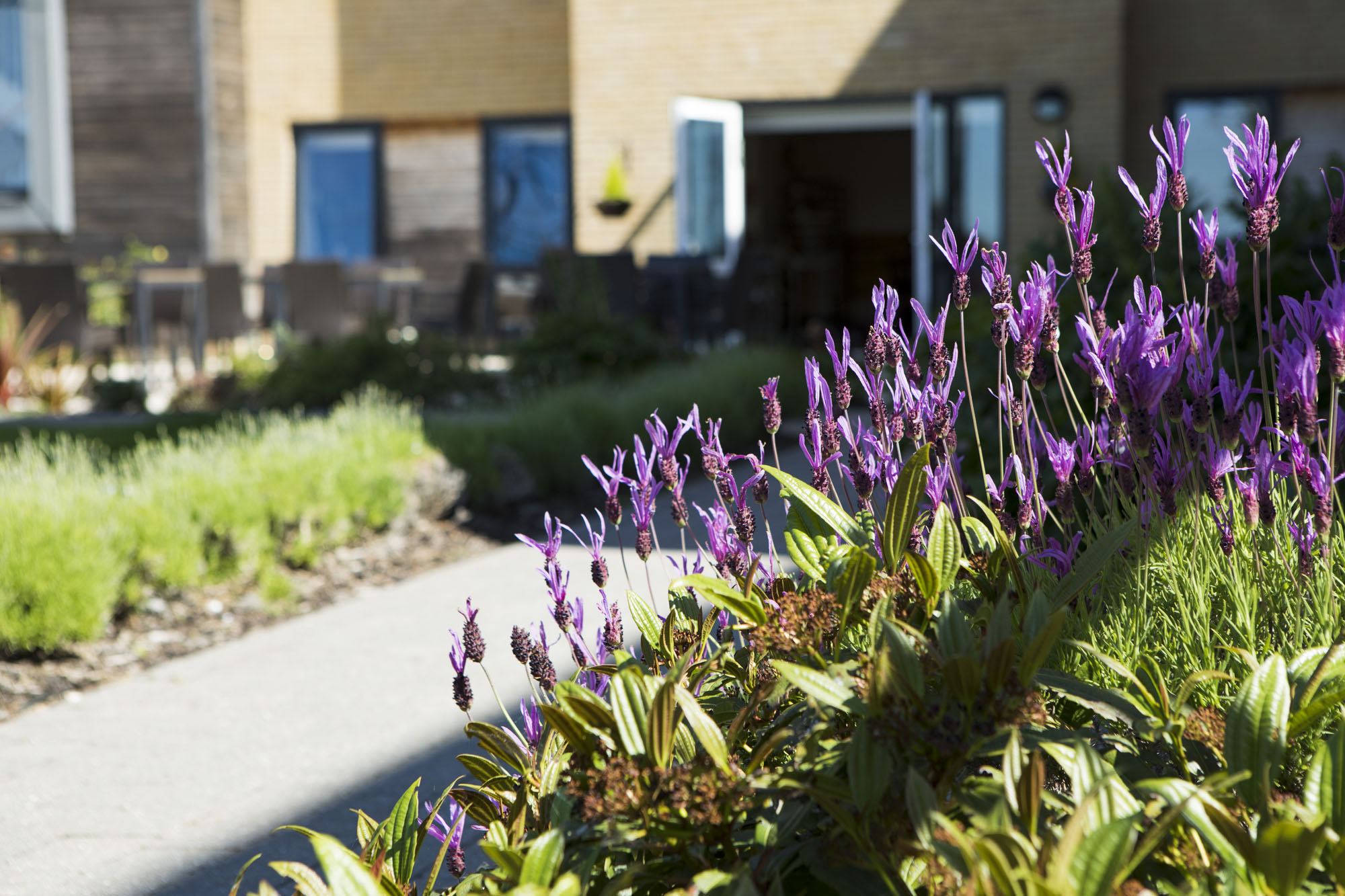Gardens - Wellington Vale Care Home