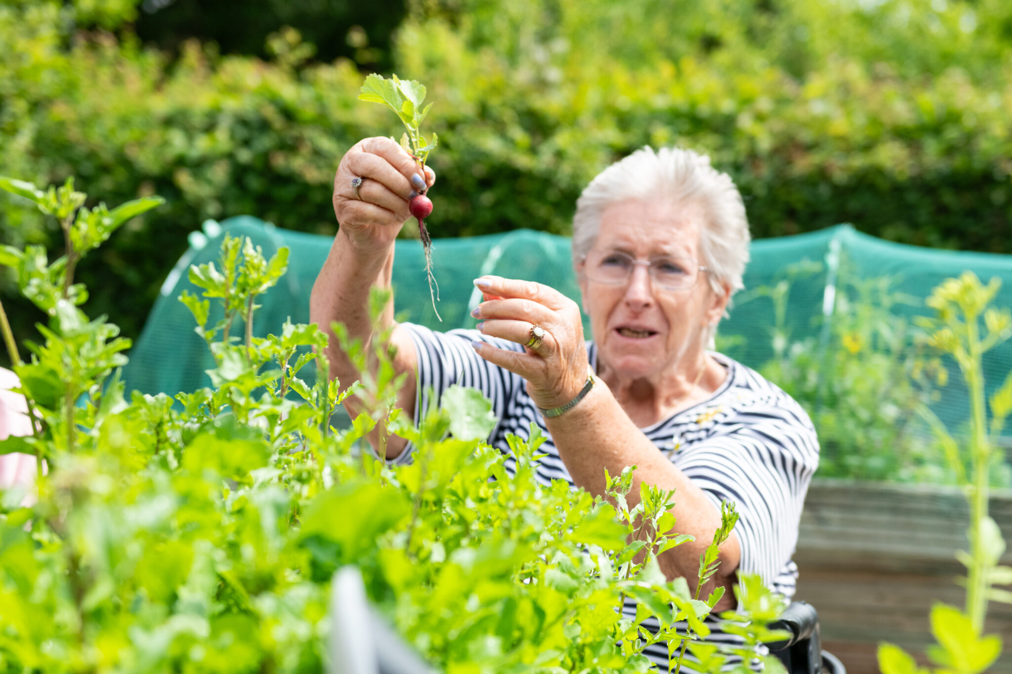 Grow your own veg at Abbotswood Court care home in Romsey