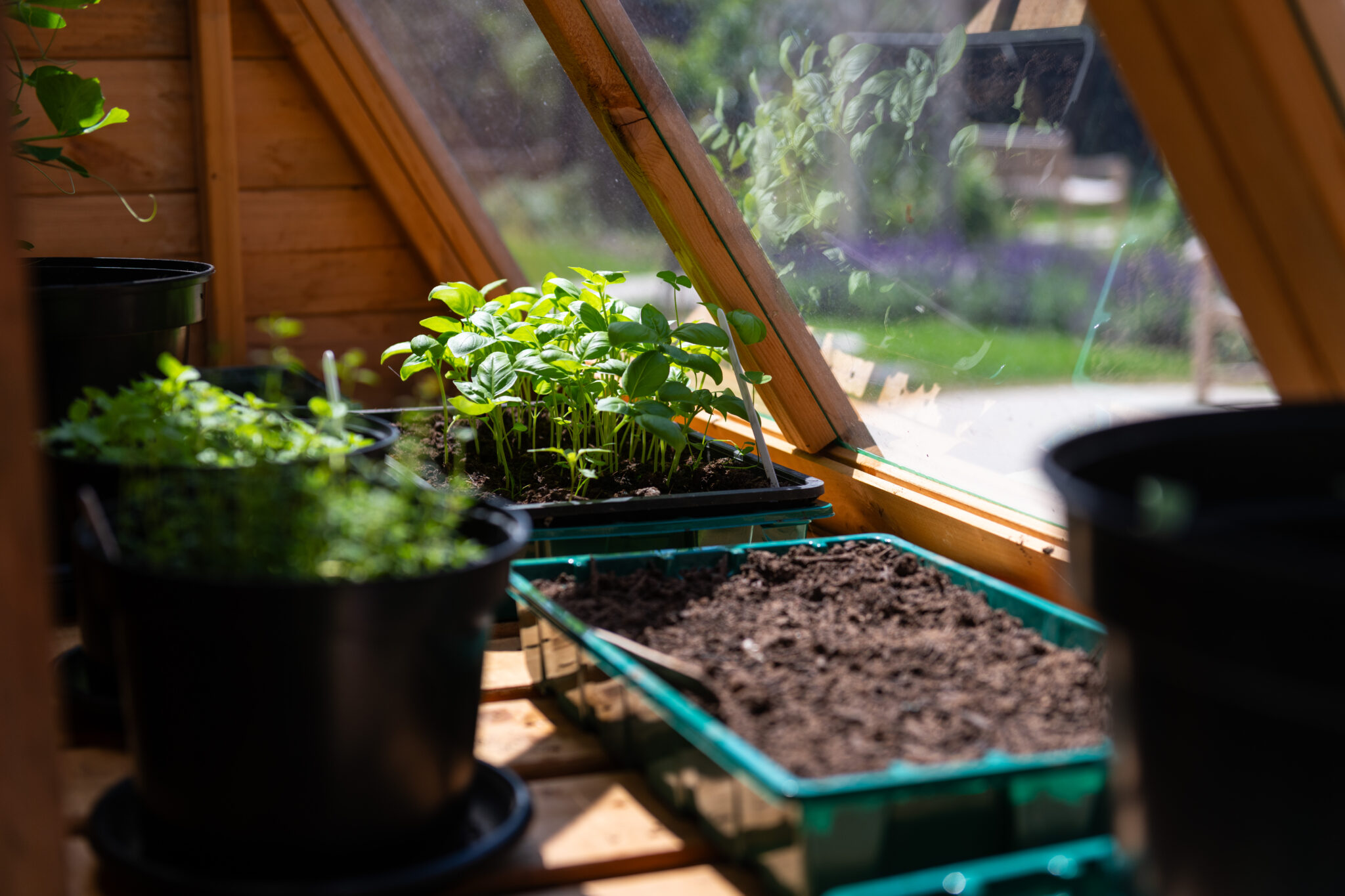 Grow your own veg at Merriman Grange Worthing
